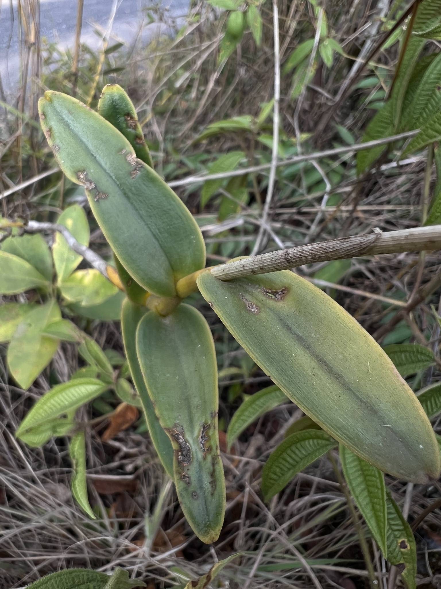 Epidendrum radicans